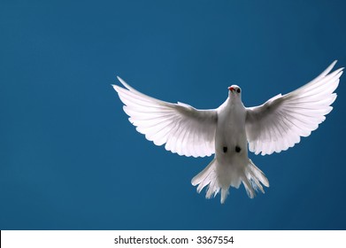 White Dove In Flight