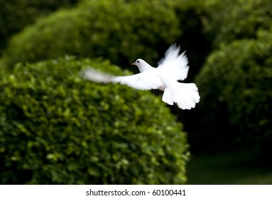 White Dove In Flight