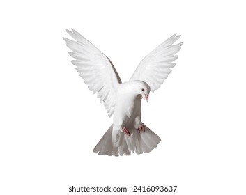 white dove in flight isolated on white - Powered by Shutterstock