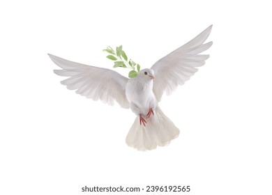 paloma blanca en vuelo sobre un fondo blanco con una rama de olivo