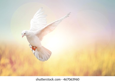 white Dove fly on pastel vintage background for Freedom concept and Clipping path