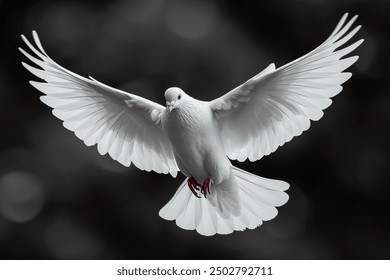 white dove fly very gracefully - Powered by Shutterstock