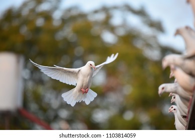 White Dove Flying