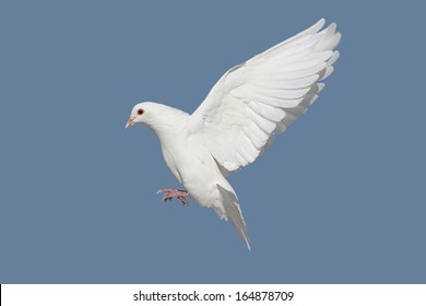 22,032 Flying white pigeon Stock Photos, Images & Photography ...