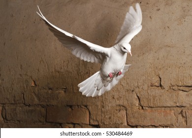 white dove flying against a background of an old brick wall,pigeon, mail, good news, peace