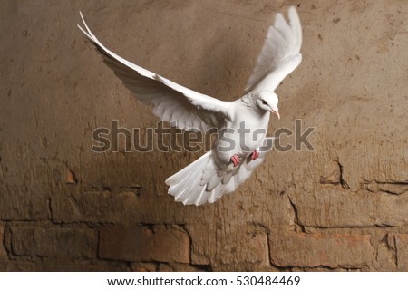 white dove flying against a background of an old brick wall,pigeon, mail, good news, peace