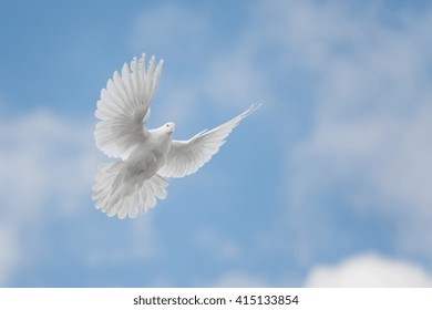White dove flying against the blue sky with clouds