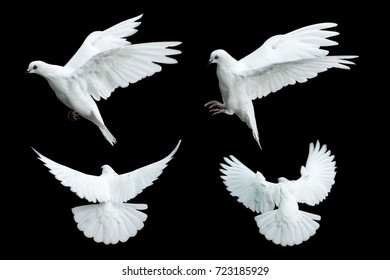 96,541 Dove black Images, Stock Photos & Vectors | Shutterstock