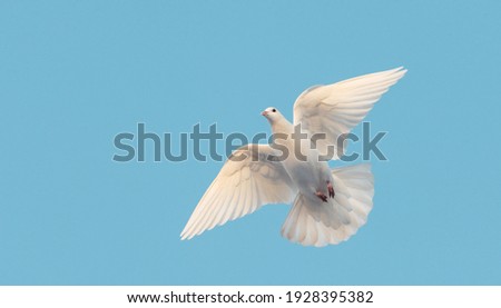 white dove flying in the blue sky