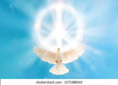 white dove flying to cloud in pacification sign shape for freedom concept and international day of peace 