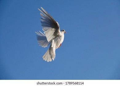 White Dove Flying Into The Sky