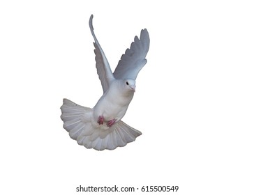 White Dove Flying Isolated At White