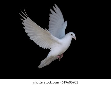 White Dove Flying Isolated At The Black