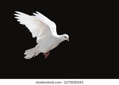 white dove flying, isolated on black - Powered by Shutterstock