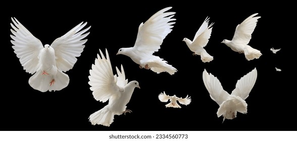 white dove flying isolated on black background