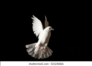 White Dove Flying Isolated On Black,pigeon