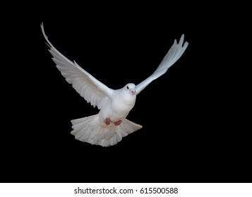 White Dove Flying Isolated On Black