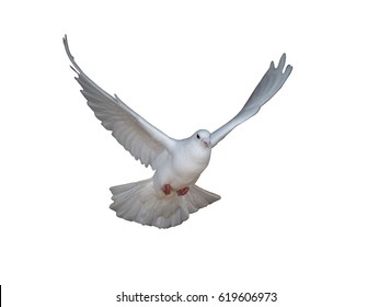 White Dove Flying Isolated On White