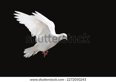 white dove flying, isolated on black