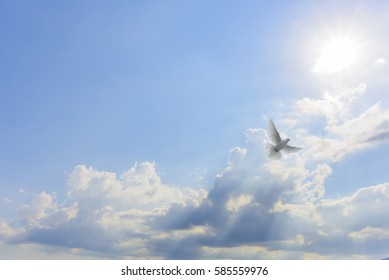 White dove flying to light - Powered by Shutterstock