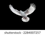 White dove flying on black background and Clipping path .freedom concept and international day of peace 