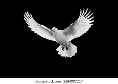 Paloma blanca volando sobre fondo negro y recortando camino. concepto de libertad y día internacional de la paz 