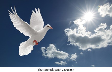 White Dove Flying On Clear Blue Sky