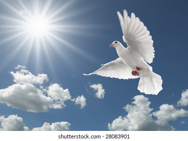 White Dove Flying On Clear Blue Sky