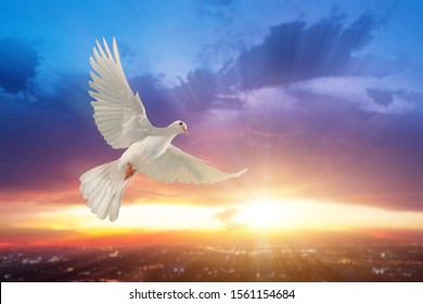 white dove flying on sky in beautiful sunset light for freedom concept