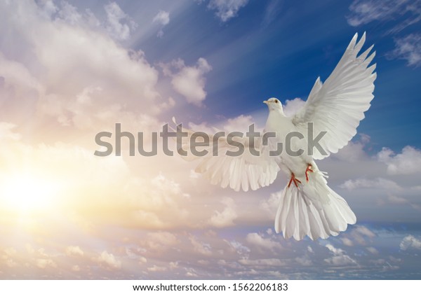 White Dove Flying On Sky Beautiful Stock Photo 1562206183 | Shutterstock