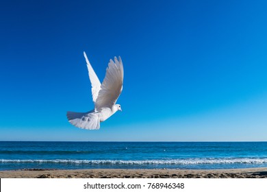 White dove flying to the sea - Powered by Shutterstock