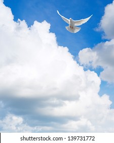 White dove flying in the sky