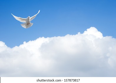 White Dove Flying In The Sky