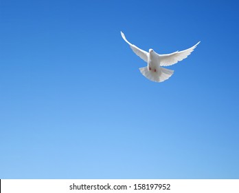 White Dove Flying In The Sky