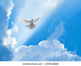 White dove flying in the sun rays among the clouds
