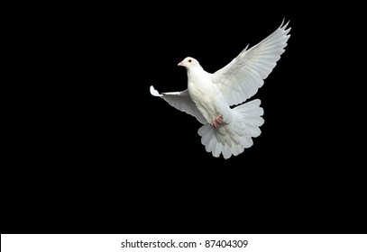 White Dove In Free Flight With Isolated Black Background