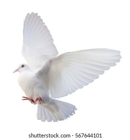 2,522 Holy spirit dove sky background Images, Stock Photos & Vectors ...