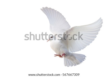 White Dove freedom Wings of Liberty sides are flying isolated on white background. This has clipping path.                       
