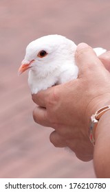 White Dove, Held In The Hands Of A Female, Moments Before Release