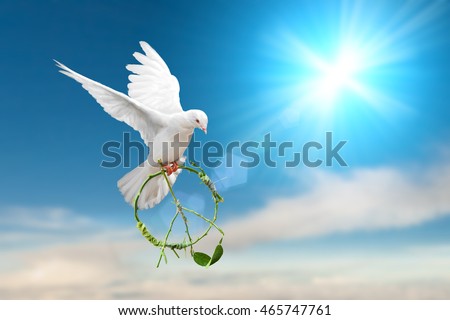 white dove holding green branch in pacification sign shape flying on blue sky for freedom concept in clipping path,international day of peace 2023 ,Pray for Ukraine and No war concept