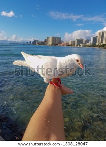 A white dove holding woman arm on blurred sea and landscape background, concept of freedom.  