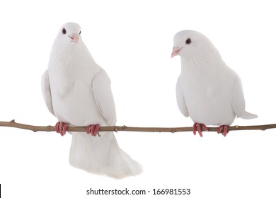 White  Dove  Isolated On A White Background