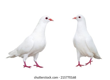 White Dove Isolated On White Background