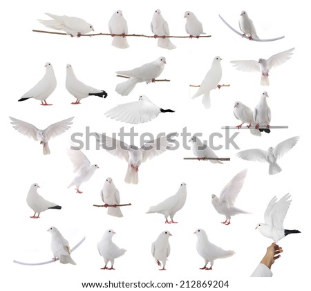  white dove isolated on a white background
