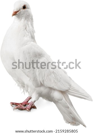 White Dove Isolated on White Background