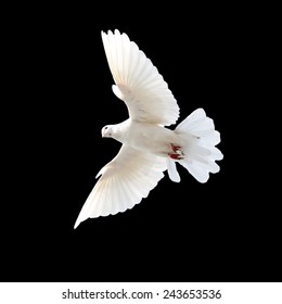 White Dove On A Black Background