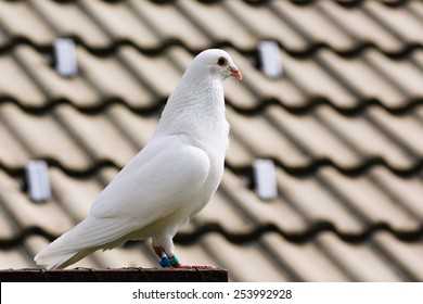 7,987 Pigeon message Images, Stock Photos & Vectors | Shutterstock