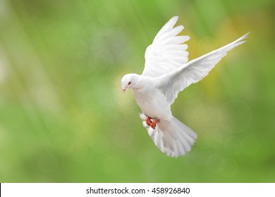 White Dove on green Bokeh and Freedom Concept and international day of peace 2017