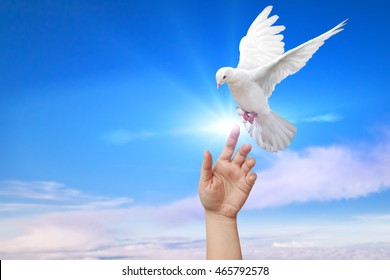White Dove out of the hand on blue sky background  and peace concept and clipping path and international day of peace 2016