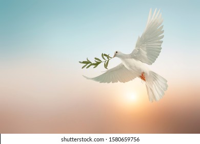white dove or white pigeon carrying olive leaf branch on pastel background and clipping path and international day of peace ,Pray for Ukraine and No war concept - Shutterstock ID 1580659756